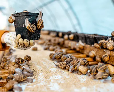 L’élevage d’escargots ou héliciculture