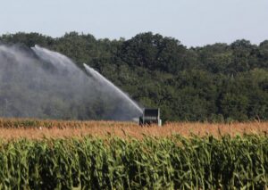 La culture du maïs : gourmande en eau ?