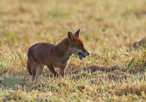 Quel animal fait fuir les renards ?