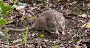 Les maladies qui peuvent être transmises par les rats
