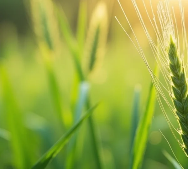 strategies-ecologiques-pour-lutter-contre-les-mauvaises-herbes-sans-desequilibrer-l-ecosysteme